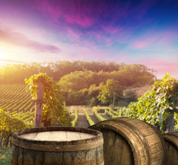 Ripe wine grapes on vines in Tuscany, Italy. Picturesque wine farm, vineyard. Sunset warm light