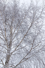 Snow on the branches of a tree