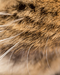 The mustache of the cat as a background