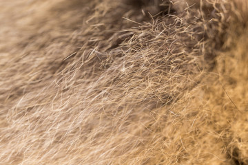 Wool on a cat as a background