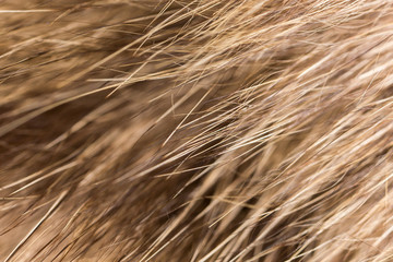 Wool on a cat as a background