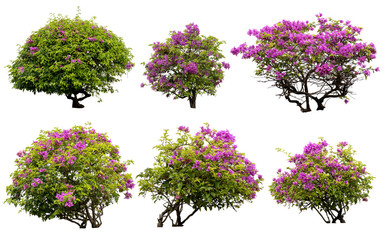 Pink flowers or Fueng Fah flower isolate background with Clipping Path.