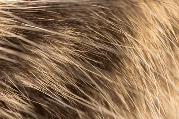 Wool on a cat as a background