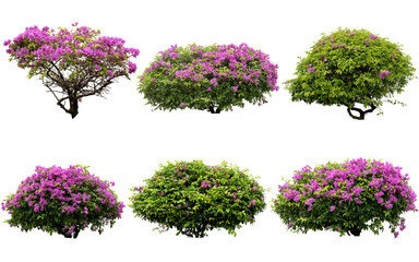 Pink flowers or Fueng Fah flower isolate background with Clipping Path. - Powered by Adobe