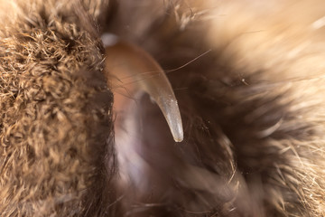 To the cat as a background