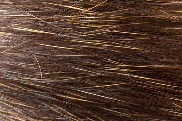 Wool on a cat as a background