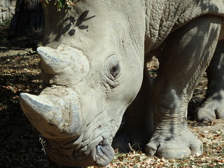 Obraz premium Nosorożec biały (Ceratotherium simum), nosorożec kwadratowy