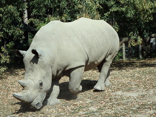 Fototapeta premium Nosorożec biały (Ceratotherium simum), nosorożec kwadratowy