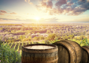 Ripe wine grapes on vines in Tuscany, Italy. Picturesque wine farm, vineyard. Sunset warm light