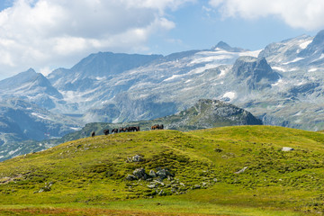 Beautiful mountain and glacier view at Nationalpark Hohe Tauern in Pinzgau in the Austrian Alps