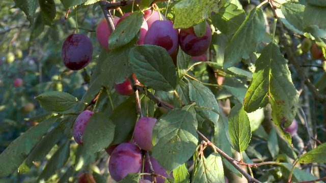 Ripe plums on branch. Growing plum in orchard. Nature background