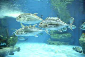 big fish under the sea