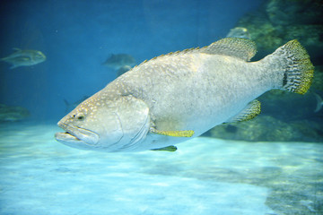 big fish under the sea