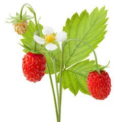 Wild strawberry isolated on white background, clipping path, full depth of field