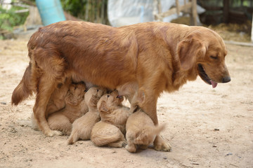 standing dog breastfeeding