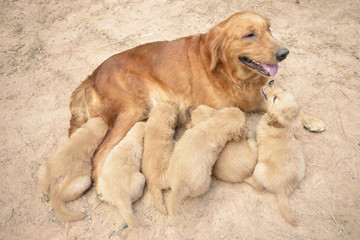 Naklejka na ściany i meble Golden Dogs are breastfeeding
