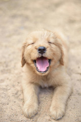 Baby Brown Dog Smiley 