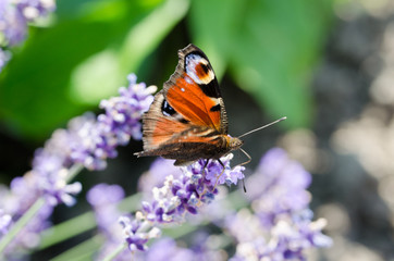 Schmetterling am Lavendel