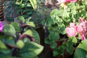 Pająk w pajęczej sieci pośród roślin ogrodowych