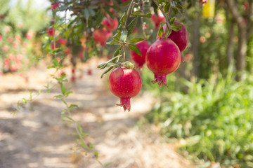beautiful bright red pomegranate plantation