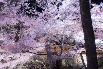 高遠城址公園の夜桜／長野県伊那市