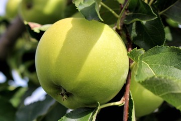 perfekter grüner reifer apfel frisch am apfelbaum