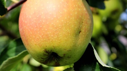 schöner apfel am apfelbaum in nahaufnahme