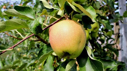 natürlicher apfel aus der natur