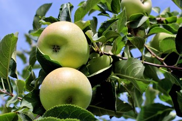 frische äpfel am apfelbaum