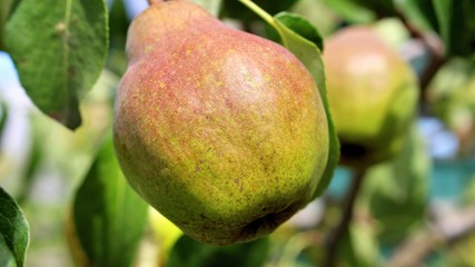 saftige süsse birne am baum hängend