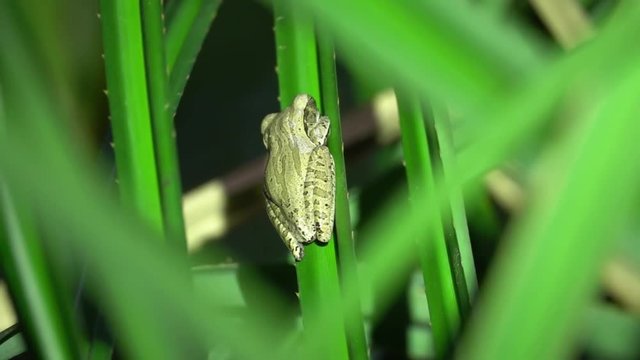 Common Tree Frog (Polypedates leucomystax) Sitting on Leaf. Night Jungle Safari in Rainforest of Malaysia