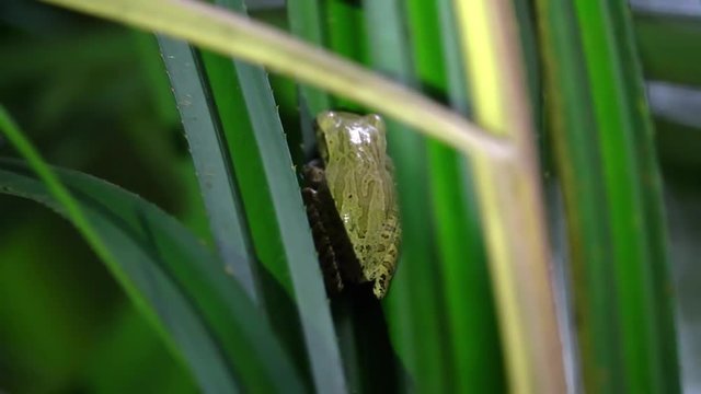 Common Tree Frog (Polypedates leucomystax) Sitting on Leaf. Night Jungle Safari in Rainforest of Malaysia