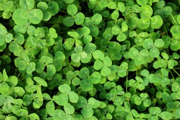 ein feld mit wunderschönen kleeblättern