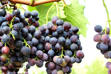 schöner weinstock aus dem süden frankreichs mit reifen roten weintrauben