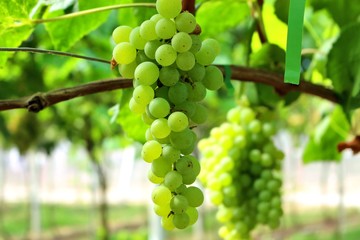 schöne weiße reife weintrauben vom weinstock hängend