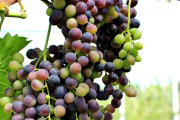 weintrauben vom weinstock hängend