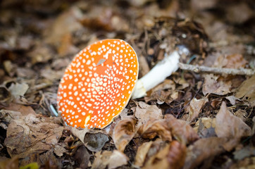 Fliegenpilz liegend