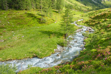 Fototapeta premium Wildbach auf einer Almwiese