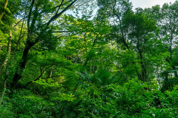 Fototapeta na wymiar 東京の自然　夏の森林の緑と青空