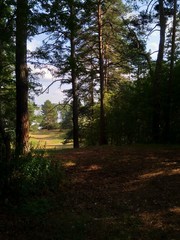 Trees in Shadows