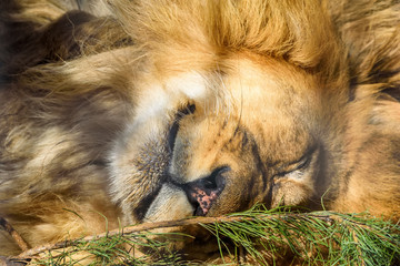 Naklejka premium portrait of a sleeping lion close-up