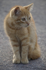 Red-haired kitten