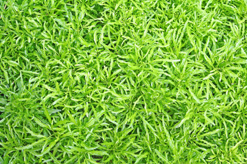 Top view beautiful green leaves,Natural pattern background
