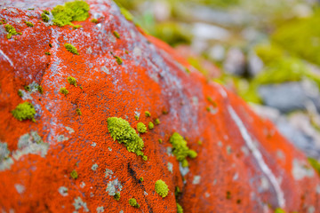 Green valley,moss and stones in Franz Josef Glacier, New Zealand South Island