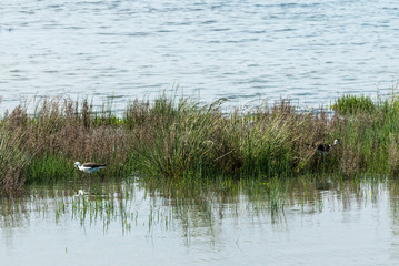 Stelzenläufer (Himantopus himantopus)
