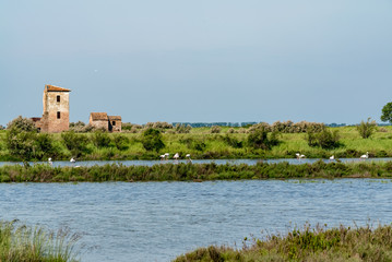 Ebene der Lagune Valli di Comacchio mit Flamingos und Hausruine