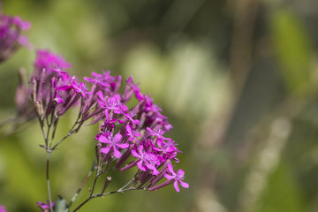 Many detailed purple flowers in a green meadow