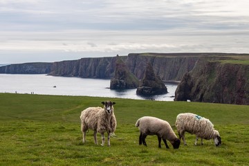 Fototapeta premium Schafe vor den Duncansby Stacks