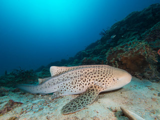 Leopard Shark resting on the sandy bottom