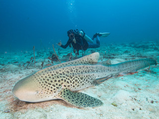 Fototapeta premium Leopard Shark resting on the sandy bottom with a diver posing behind